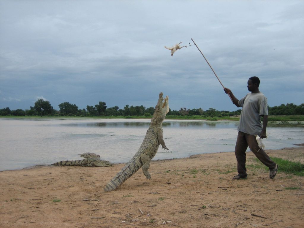 Crocodile feeding in Burkina Faso, 2006. Crocodile feeding in Burkina Faso, 2006.